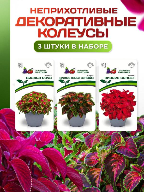 Партнер Набор цветов ДЕКОРАТИВНЫЕ КОЛЕУСЫ^ (1шт), изображение 0