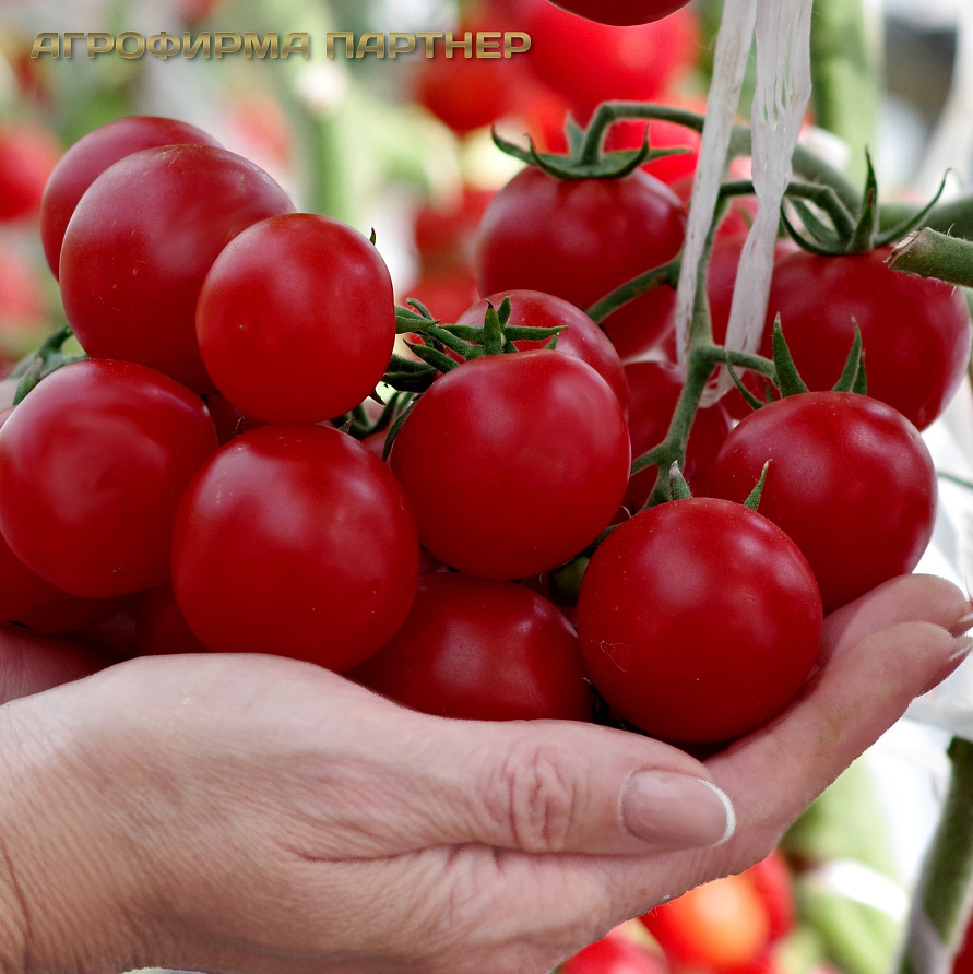 Партнер Томат ЧЕРРИ ЗЕМЛЕДЕЛЕЦ F1 ^(0,05г) 2-ной пак, изображение 5