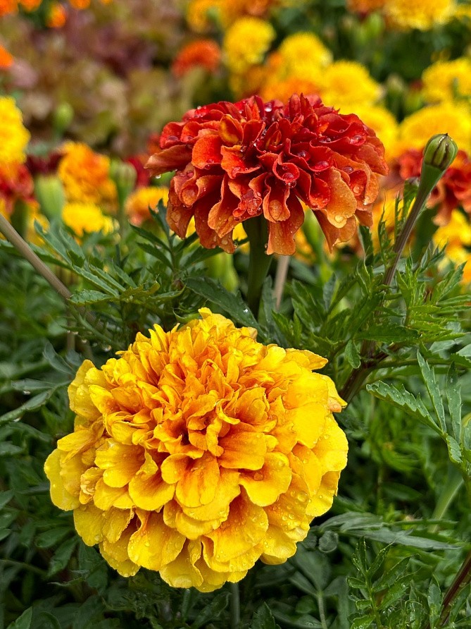 Партнер Бархатцы отклоненные СТРОБЕРРИ БЛОНД ^(10шт), изображение 1