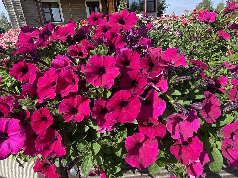 Партнер Петуния серия "Мими" МИРЕЛЛА F1 / многоцветковая каскадная^(5шт в амп), изображение 3