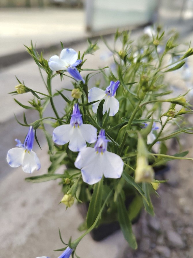 Партнер Лобелия каскадная РИВЬЕРА БЛУ СПЛЭШ ^(10шт в амп), изображение 2