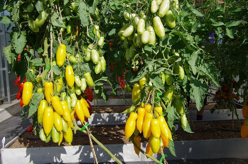 Партнер Томат БАНАНОВЫЕ НОГИ ^(10шт), изображение 8