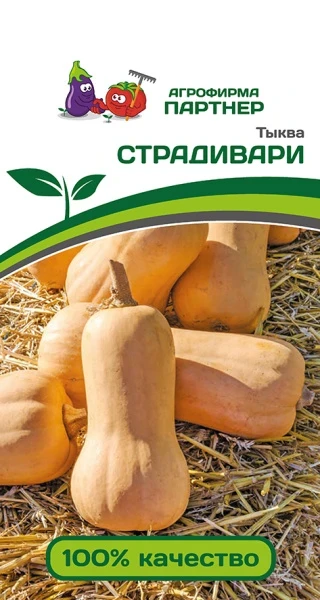 Партнер Тыква СТРАДИВАРИ ^(10шт), изображение 0